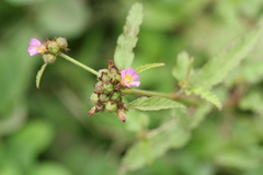 Melochia corchorifolia